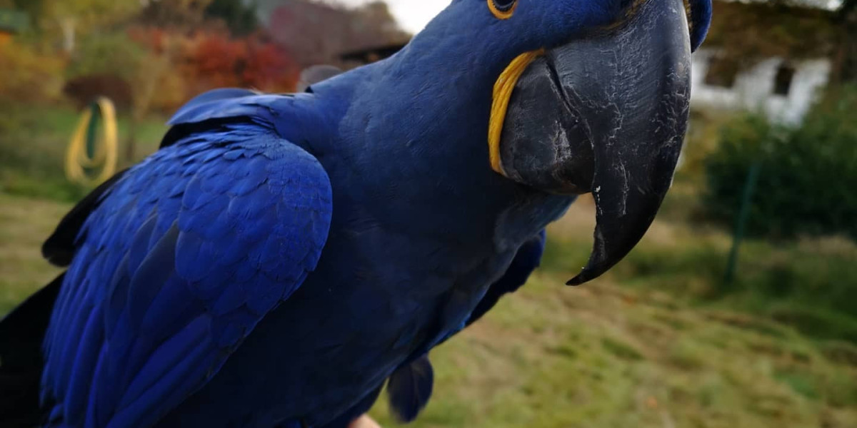 The 10 Most Terrifying Things About Buy Macaw